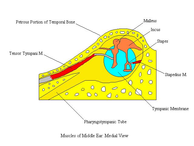 a completed diagram of the muscles of the middle ear