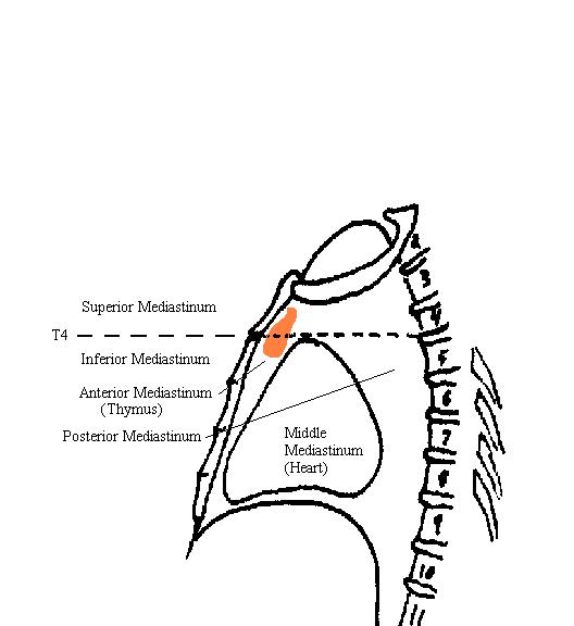 a completed diagram of a midsagittal section through the thoracic cavity