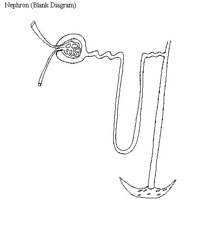 an unlabeled diagram of a nephron