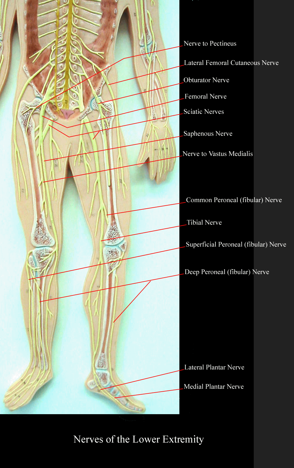 a labeled picture of a nervous system plaque focusing on the nerves of the lower extremity