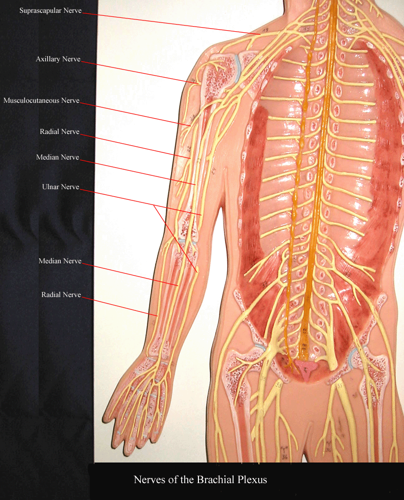 a labeled picture of the nerves of the upper extremity on a nervous system plaque