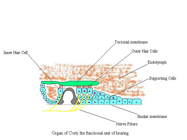 a labeled diagram of the organ of corti