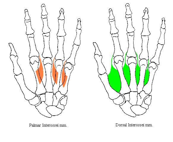completed diagrams of the interossei muscles of the hand