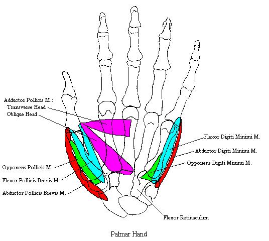 a completed diagram of the muscles in the thenar and hypothenar compartments and one muscle of the midpalmar space