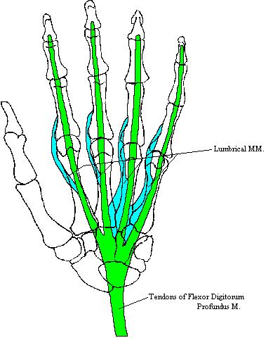 a completed diagram of the interossei muscles of the hand