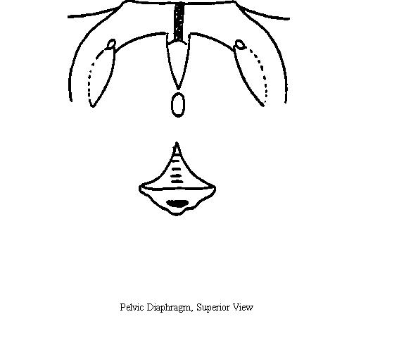 a blank diagram of pelvic structures on which to draw the muscles of the pelvic diaphragm