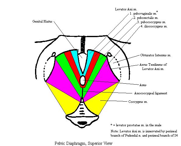 a completed diagram of the muscles of the pelvic diaphragm