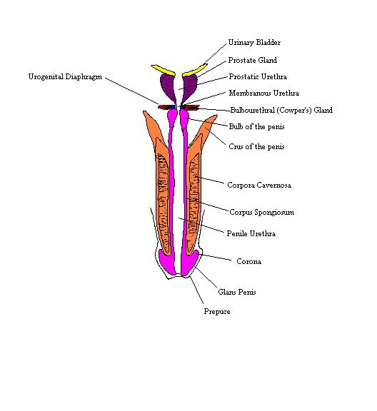 a labeled picture of the penis in longitudinal section