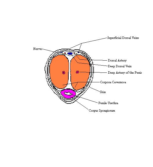 a labeled diagram of a cross section through a penis