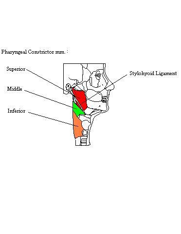 a labeled diagram of the pharyngeal constrictor muscles