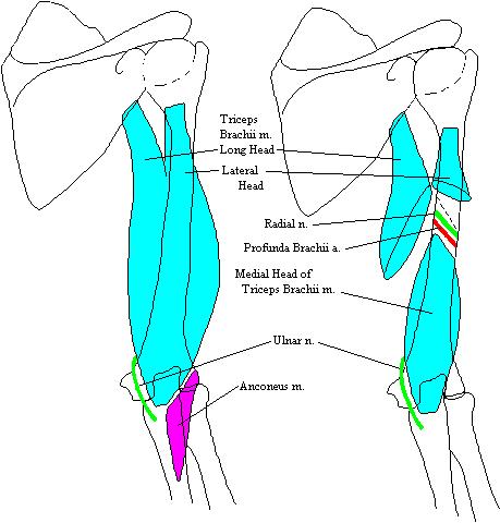 a completed diagram of the muscles of the posterior arm