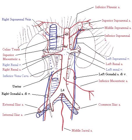 a completed diagram of the abdominal aorta and its paired and unpaired branches