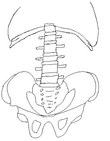 a blank diagram of bones on which to draw the muscles of the posterior abdominal wall