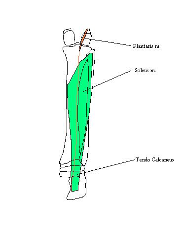 a completed drawing of the deeper muscles in the superficial compartment of the posterior leg