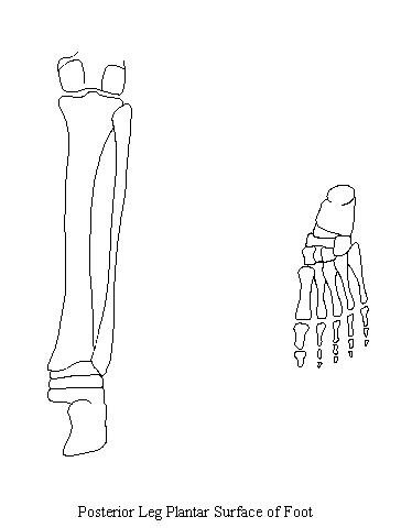 a drawing of a posterior view of the bones of the leg and a plantar view of the bones of the foot on which to draw the muscles in the deep compartment of the posterior leg