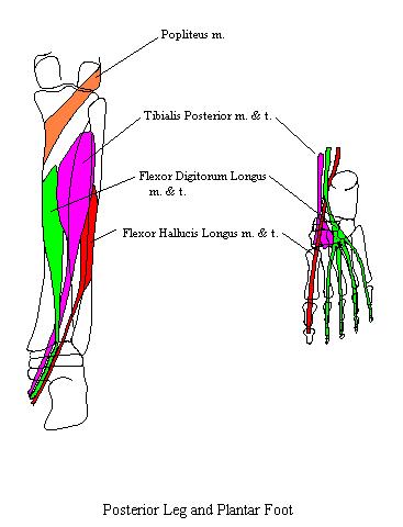 a completed diagram of the muscles of the deep compartment of the posterior leg