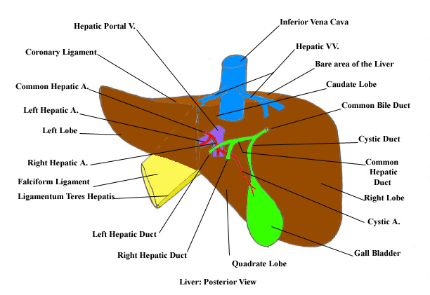 a labeled drawing of a posterior view of a liver