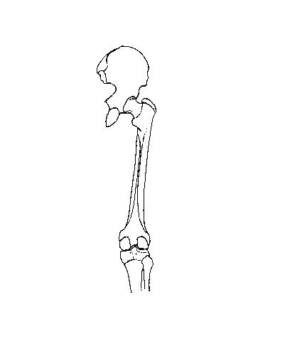 a drawing of the bones of the pelvis and thigh from a posterior view