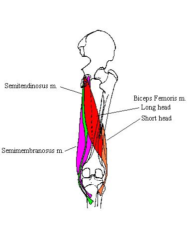 a completed diagram of the muscle of the posterior thigh