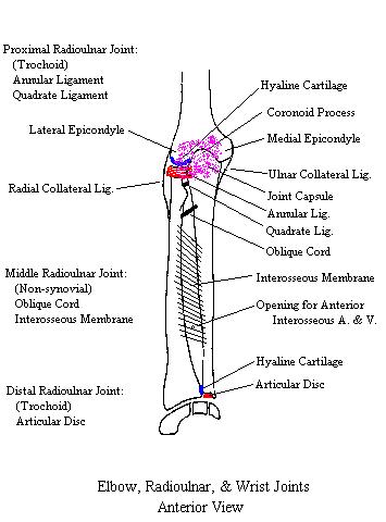 a completed diagram of the radioulnar joints