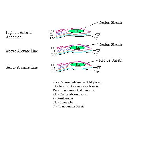 a completed diagram of the changes in the rectus sheath from superior to inferior