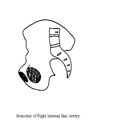 a blank diagram of the bones of the pelvis on which to draw the branches of the internal iliac artery