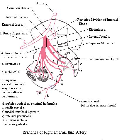 a completed diagram of the branches of the right internal iliac artery