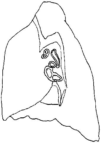 a blank diagram of a medial view of a right lung