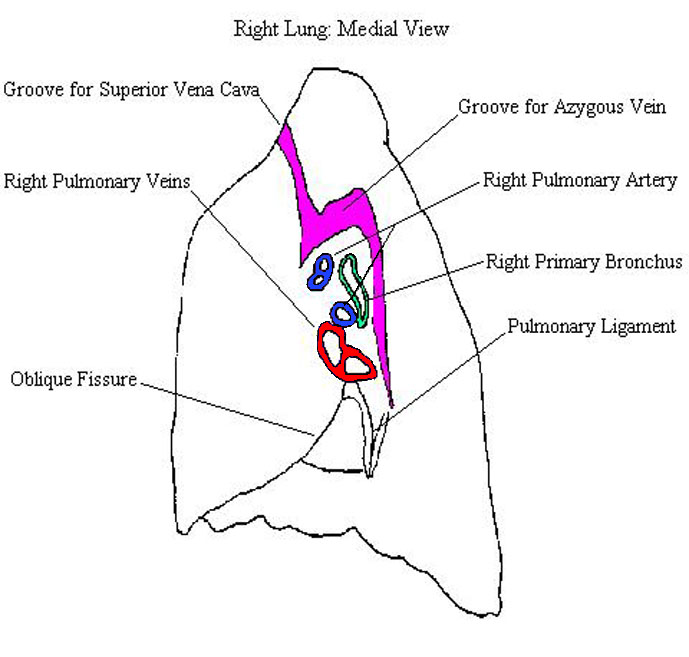 a completed diagram of a medial view of a right lung