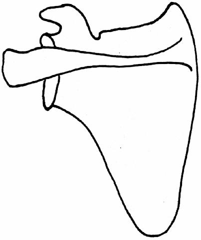 a drawing of a posterior view of a scapula on which to draw the vessels involved in the scapular anastomosis