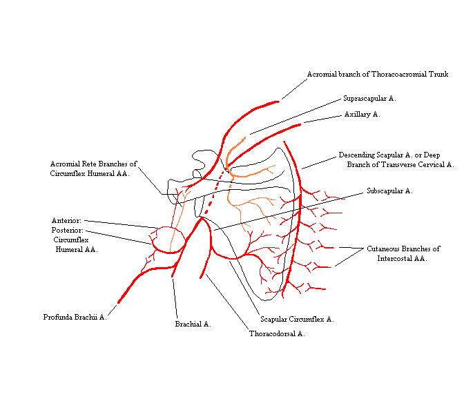a completed diagram of the vessels of the scauplar anastomosis
