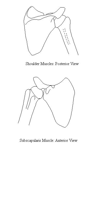 anterior and posterior drawings of the scapula and proximal humerus on which to draw the muscles of the shoulder region