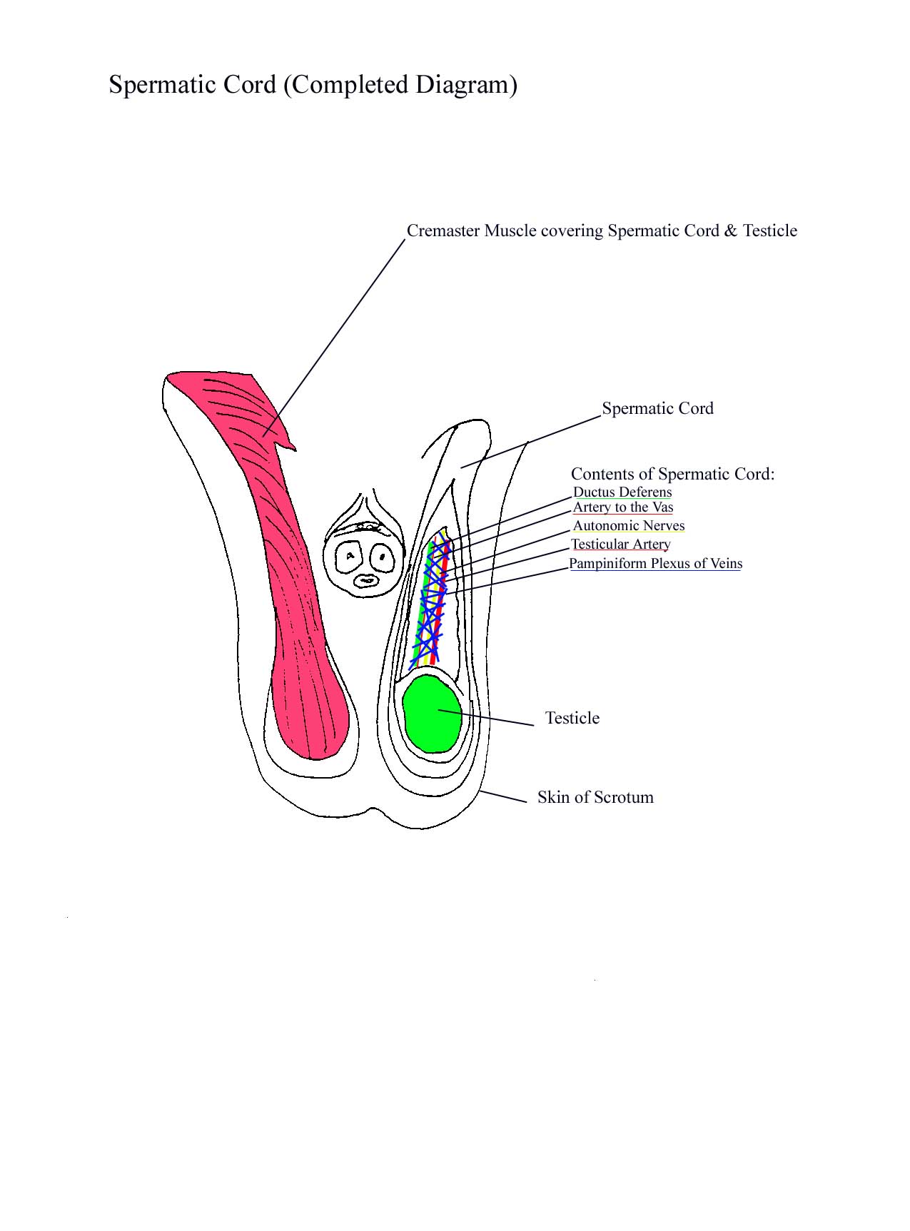 a completed diagram of the cremaster muscle and the contents of the spermatic cord