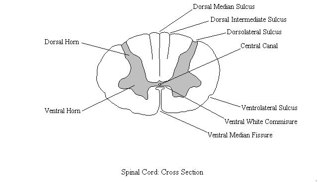 a completed diagram of a cross section through a spinal cord