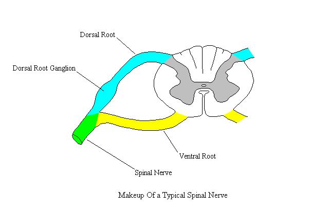 a completed diagram of the makeup of a spinal nerve