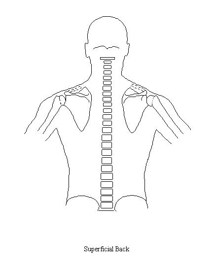 a diagram of the bones of the torso and proximal upper extremity on which to draw the muscles of the superficial back
