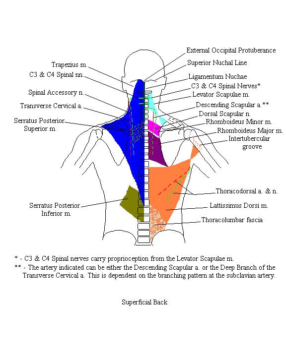 a completed diagram of the muscles of the superficial back