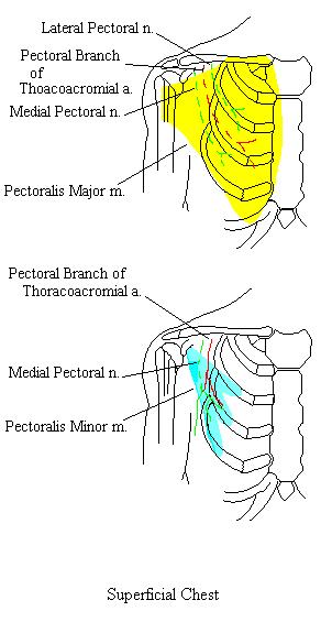 a completed diagram of the muscles of the superficial chest