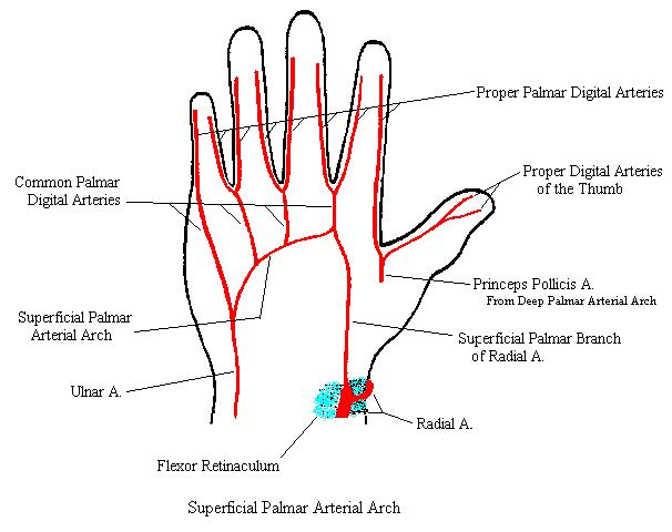 a completed diagram of the superficial palmar arterial arch