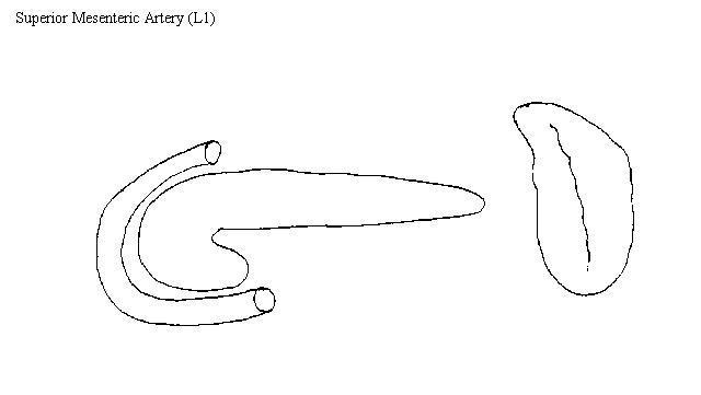 a blank diagram of the spleen, pancreas, and duodenum on which to draw the branches of the superior mesenteric artery