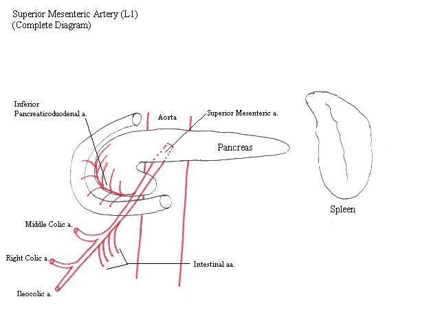 a completed diagram of the branches of the superior mesenteric artery