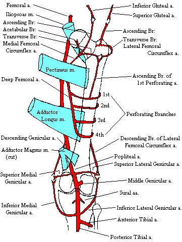 a completed diagram of the arteries of the thigh
