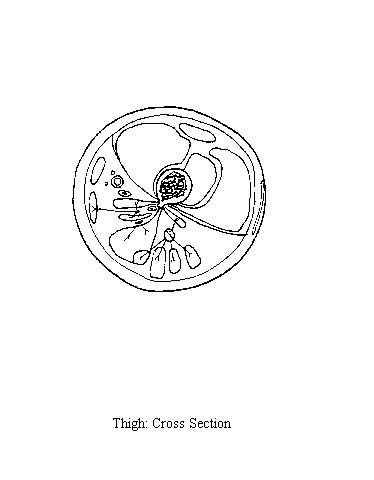 an unlabeled diagram of a cross section through the thigh