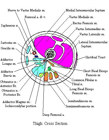 a completed diagram of a cross section through the thigh