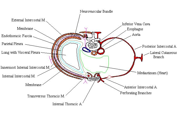 a completed diagram of the thoracic walls and associated thoracic contents