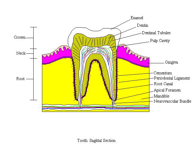 a completed diagram of the parts of a tooth