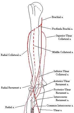 a completed diagram of the arteries of the arm