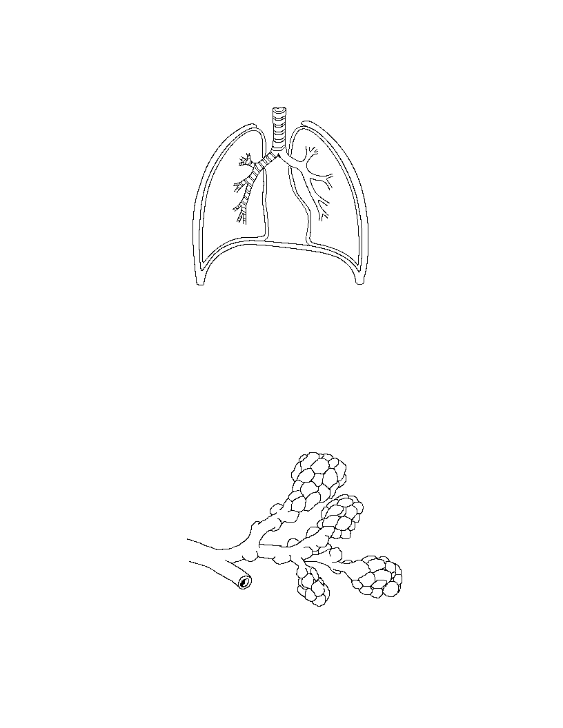 an unlabeled diagram of the airways of the lungs