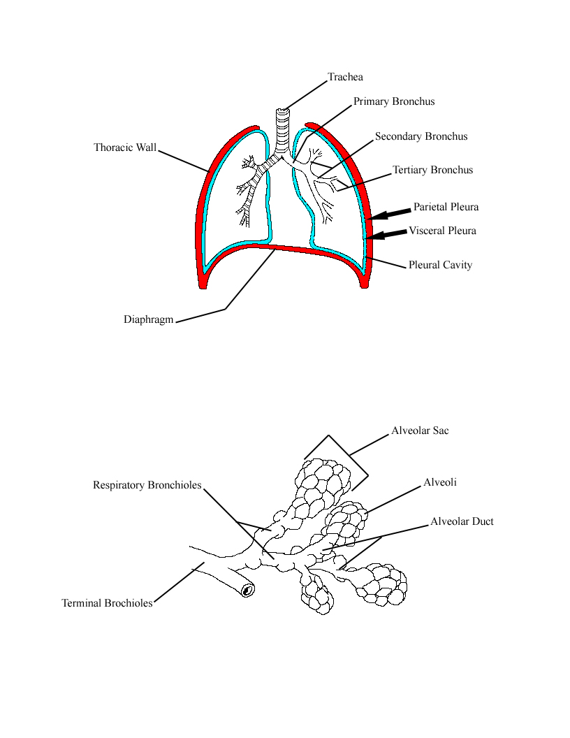 a completed diagram of the airways of the lungs