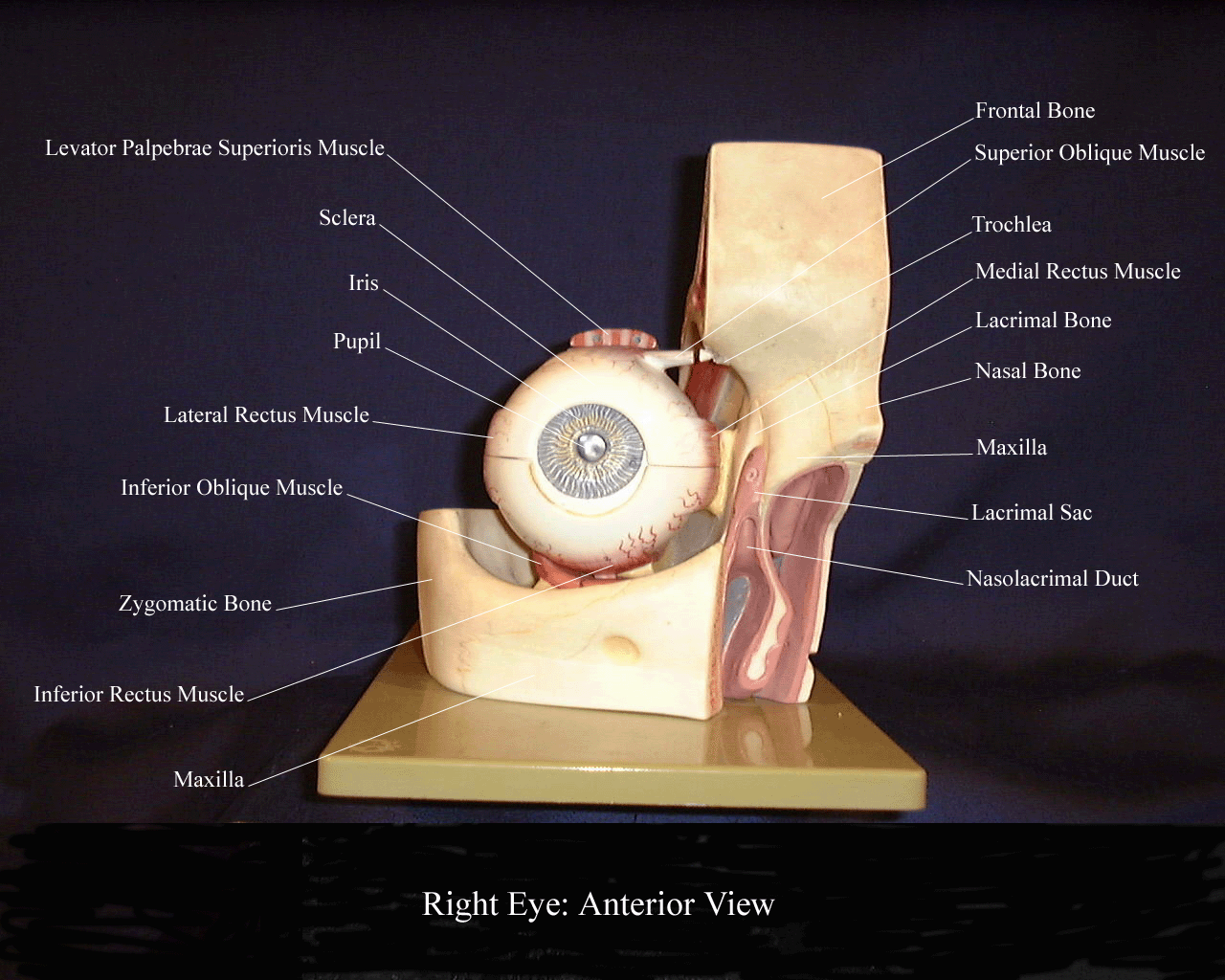 a picture of a model indicating an anterior view of the extrinsic eye muscles including the palpebral structures